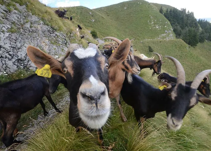 Apartma Fani-kobarid Appartement